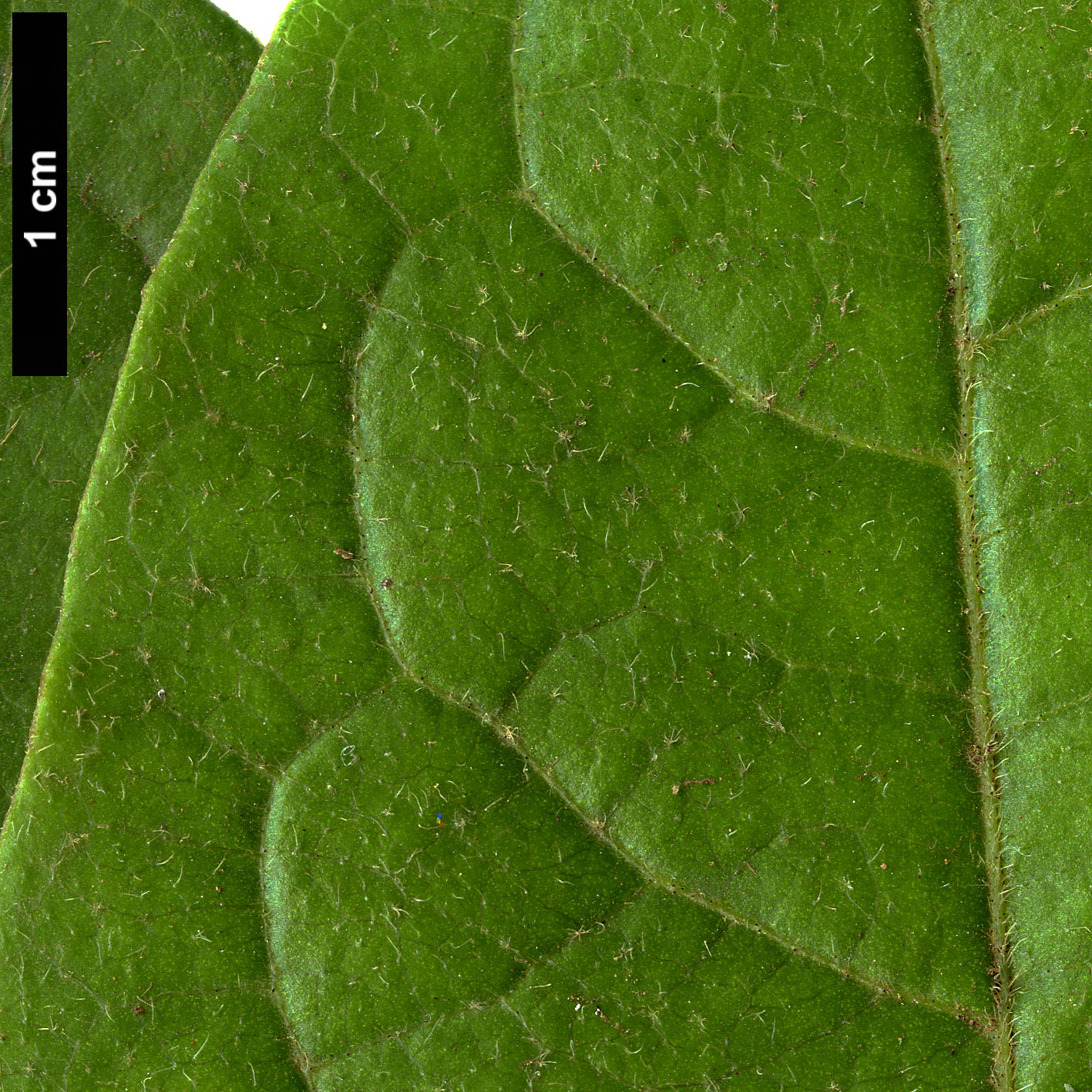 High resolution image: Family: Adoxaceae - Genus: Viburnum - Taxon: rugosum